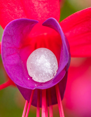 A stunning macro view of a vibrant fuchsia flower after a gentle rain.の素材