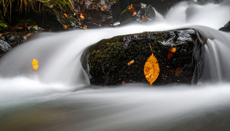 A single, vibrant autumn leaf finds a moment of rest on a dark, wet stone amidst the constant, gentle flow of a forest stream.の素材