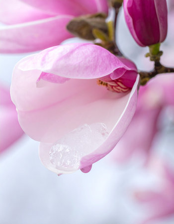 A delicate pink magnolia petal unfurls, catching the soft morning light. Tiny droplets of dew cling to its surface, reflecting the freshness and quiet beauty of a new spring day.の素材