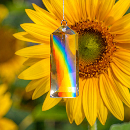 A crystal prism hangs before a brilliant sunflower, capturing the sun's rays and transforming them into a vivid rainbow.の素材