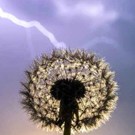 In a moment of surreal beauty, a delicate dandelion stands resilient against a dramatic, stormy sky.の素材