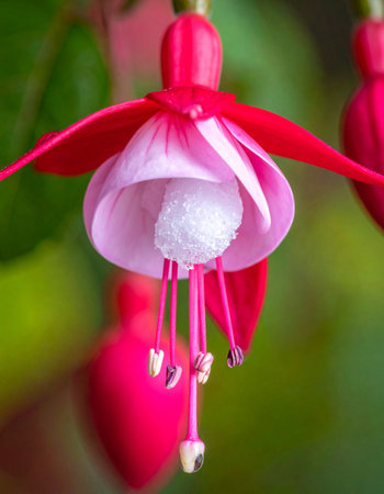 A stunning macro view captures the delicate dance of a hanging fuchsia blossom.の素材