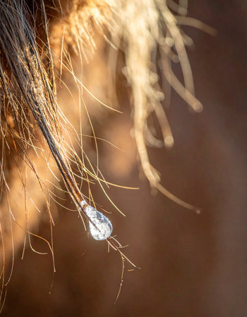 In the warm glow of the morning sun, a single, perfect droplet clings precariously to a delicate strand.の素材