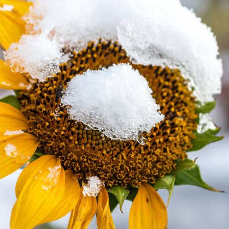 A resilient sunflower, a lingering symbol of summer's warmth, receives a surprising blanket of the first winter snow.の素材
