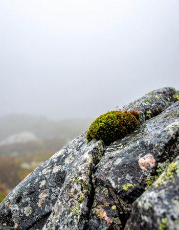 A vibrant clump of green moss thrives on a rugged rock ledge, a small beacon of life against a backdrop of dense, atmospheric fog.の素材