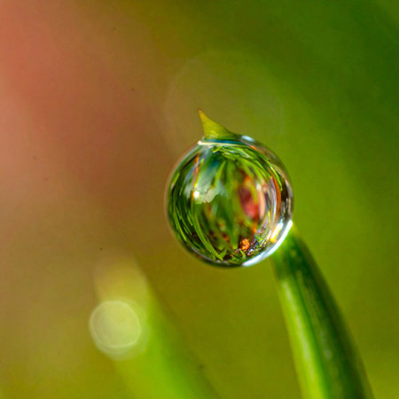 A single, perfect sphere of morning dew clings to the tip of a vibrant green blade of grass. Inside this tiny world, a colorful flower is beautifully refracted, creating a miniature natural jewel.の素材