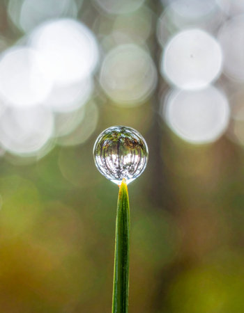A single, perfect sphere of water clings delicately to the tip of a vibrant green blade of grass.の素材
