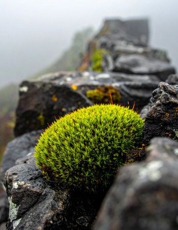 In the quiet dampness of a foggy morning, a vibrant clump of lush green moss clings tenaciously to an ancient stone wall.の素材