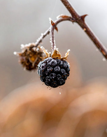 A lone wild blackberry, forgotten after the harvest, is encased in the first delicate frost of winter.の素材