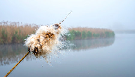 On a quiet, misty morning, a single cattail releases its fluffy seeds into the gentle breeze.の素材