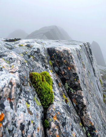 In the quiet solitude of the high peaks, a patch of vibrant green moss clings tenaciously to a wet, rocky ledge, a symbol of life and resilience against the backdrop of a mysterious, fog-shrouded mou.の素材