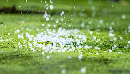 A macro photograph captures the precise moment white crystalline granules are sprinkled onto a vibrant green mossy surface.の素材