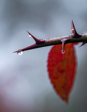 In the quiet aftermath of an autumn shower, delicate raindrops cling precariously to the sharp points of a thorny branch.の素材