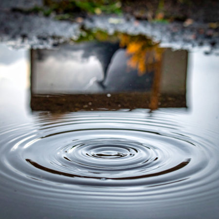 A single drop disturbs the still surface of a puddle, sending concentric circles rippling outwards.の素材