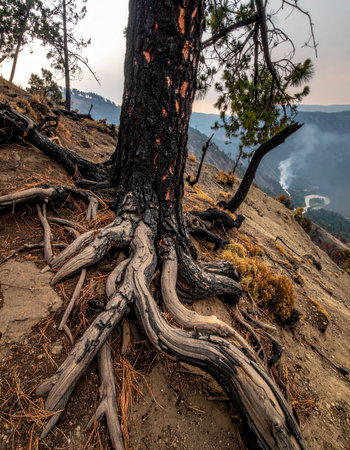 An ancient pine tree's gnarled roots tenaciously grip the rocky edge of a cliff, a powerful symbol of survival and strength against the elements.の素材