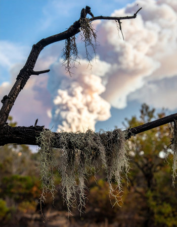 A powerful volcanic eruption sends a massive plume of ash and smoke into the sky, its raw energy framed by the delicate, hanging Spanish moss on a silhouetted tree branch.の素材