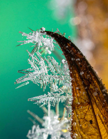 A macro photograph captures the breathtaking detail of delicate ice crystals forming along the edge of a withered autumn leaf.の素材