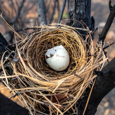 A single, broken white eggshell rests in the center of a carefully woven bird's nest. A symbol of new life that has begun its journey, or perhaps a story of vulnerability and loss in the wild.の素材