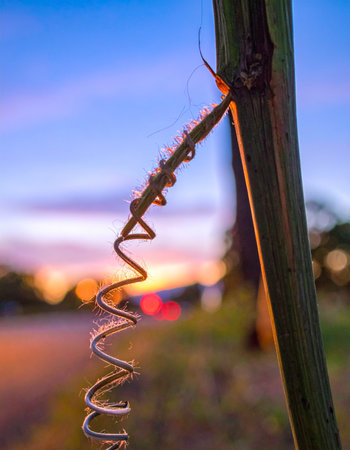 As the day ends, a delicate plant tendril, adorned with tiny dewdrops, clings tightly to its support.の素材