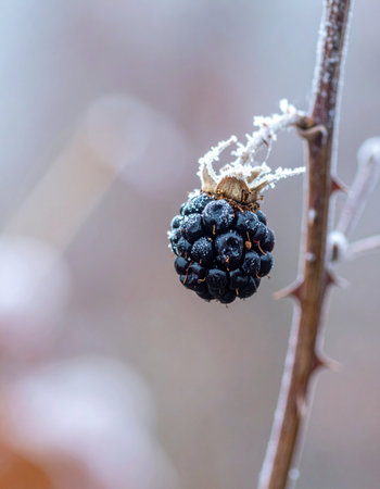 A lone, wild blackberry, encrusted with delicate ice crystals, clings to its thorny branch against the soft, muted backdrop of a cold winter morning.の素材