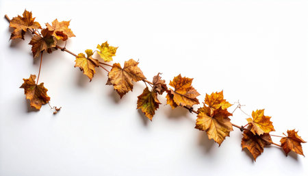 A single, delicate vine with crisp, withered autumn leaves lies gracefully across a clean white surface.の素材