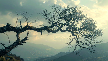 An ancient, gnarled tree stands as a silent sentinel on a mountain ridge.の素材