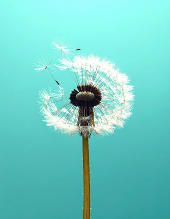A delicate dandelion clock stands against a vibrant turquoise sky as a gentle breeze carries its seeds away, symbolizing new beginnings, wishes taking flight, and the beautiful, transient nature of l.の素材