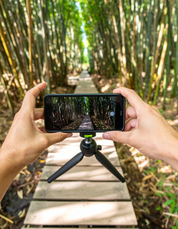 From a first-person perspective, a content creator sets up their smartphone on a mini tripod to capture the serene beauty of a wooden pathway leading through a lush bamboo forest.の素材
