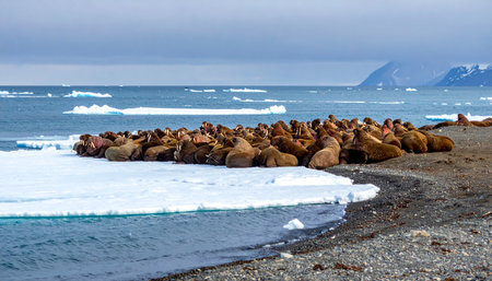 A large colony of walruses huddles together for warmth and safety on a remote, pebbled beach in the high Arctic.の素材