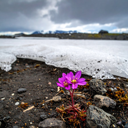 In the stark, dramatic landscape of an Icelandic glacier, a single, vibrant purple flower defies the odds.の素材