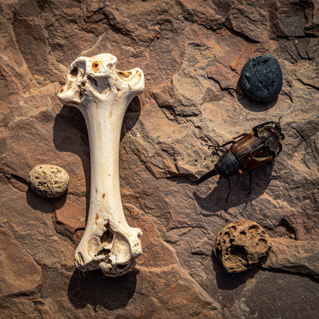 A carefully arranged collection of natural artifacts, including a weathered animal bone, a large beetle, and various stones, lies on a textured rock surface.の素材