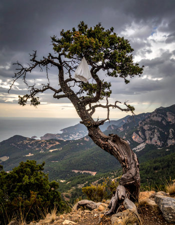 An ancient, gnarled tree stands as a solitary sentinel on a rugged mountain peak.の素材
