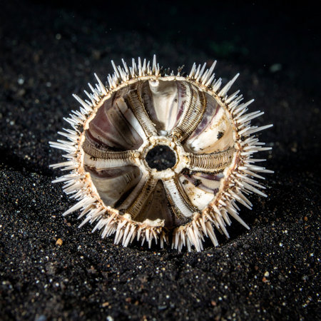 A detailed macro shot captures the intricate, symmetrical beauty of a sea urchin skeleton resting on dark, volcanic sand.の素材