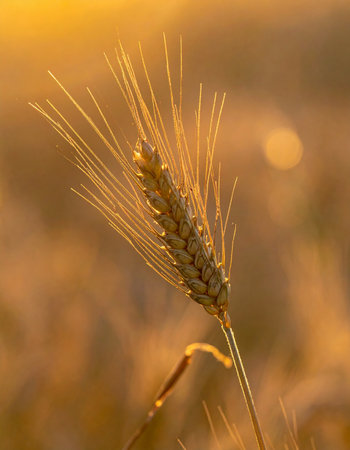 As the sun dips below the horizon, its last golden rays illuminate a single, ripe ear of wheat.の素材