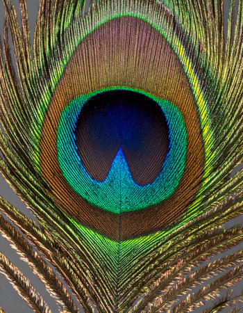 A stunning macro photograph capturing the intricate details and iridescent colors of a peacock feather's eye.の素材