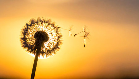 A delicate dandelion stands silhouetted against a warm, golden sunset. Its seeds take flight on a gentle breeze, symbolizing hope, new beginnings, and the beauty of letting go.の素材
