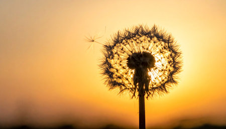 A delicate dandelion stands in silhouette against the warm, golden glow of a setting sun. A gentle breeze carries its seeds away, symbolizing hope, new beginnings, and the quiet beauty of letting go.の素材