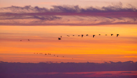 As the sun dips below the horizon, painting the clouds in fiery shades of gold and magenta, a flock of birds continues its seasonal journey.の素材