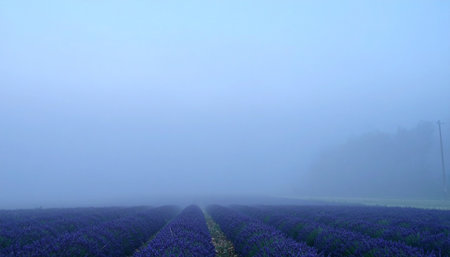 A lone road disappears into the horizon, cutting through a vast lavender field shrouded in a thick, ethereal morning fog.の素材