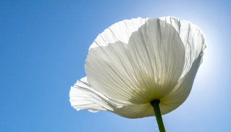 A single white poppy stands tall, its delicate, paper-thin petals glowing as they catch the bright summer sun.の素材