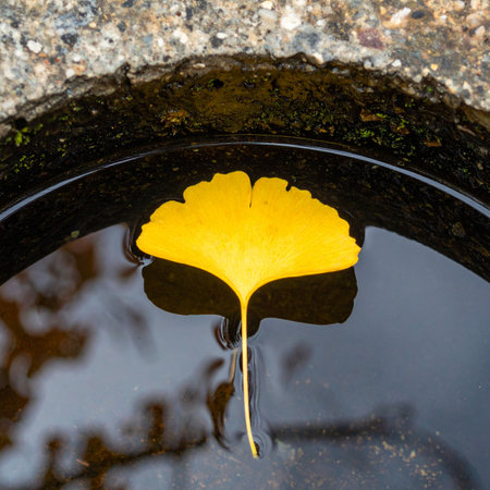 A single, vibrant yellow ginkgo leaf rests on the still, dark surface of the water, its perfect reflection a quiet echo below.の素材