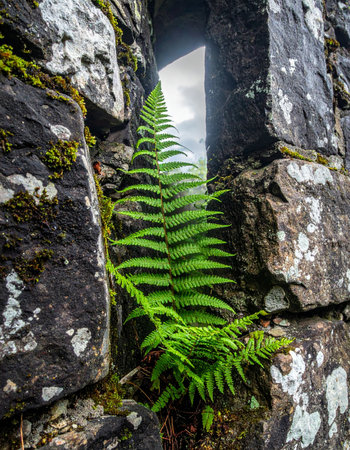 A single, vibrant green fern unfurls its fronds, reaching for the light from a narrow opening in an ancient, weathered stone wall.の素材