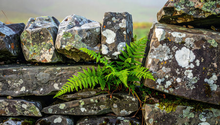 Amidst the ancient, lichen-covered stones of a rustic wall, a vibrant green fern emerges, a powerful symbol of life's persistence and nature's ability to thrive in unexpected places.の素材