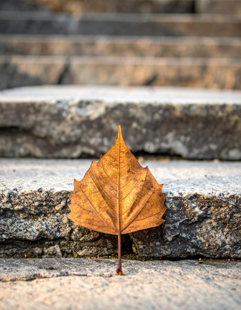 A single, crisp autumn leaf stands alone on weathered stone steps, a quiet symbol of seasonal change and the solitary beauty found in moments of transition.の素材