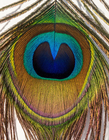 A mesmerizing macro photograph capturing the intricate detail and vibrant, iridescent colors of a peacock's eye feather.の素材
