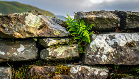 A vibrant green fern emerges from the weathered crevice of an ancient dry stone wall, a powerful symbol of resilience, persistence, and life's ability to thrive in the most unlikely places.の素材