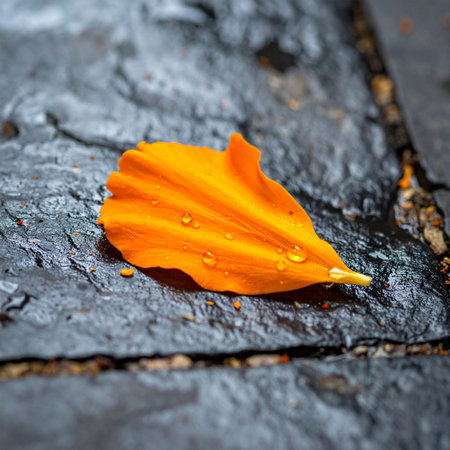 A single, vibrant orange petal rests on a cool, dark slate stone, adorned with tiny droplets of morning dew.の素材