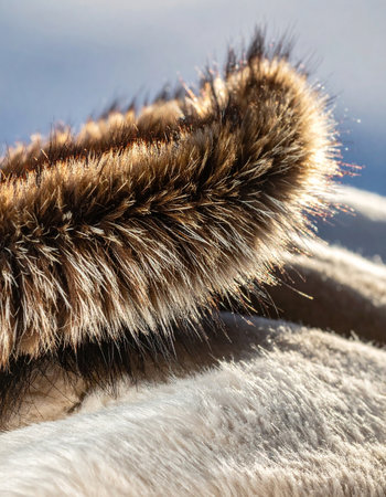 Golden morning sunlight catches the thick, warm fur of an arctic animal, creating a glowing halo against the cold, snowy landscape.の素材