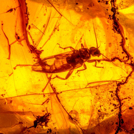 A glimpse into a prehistoric world, where an ancient insect is perfectly preserved within the golden depths of fossilized amber.の素材