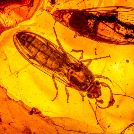 A glimpse into a prehistoric world, where two ancient insects are perfectly captured in golden amber.の素材